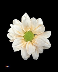 Chr T Chic Apricot