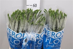 Veron Caya 60cm
