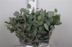Euc Polyanthemo P Bs 80cm 300gram