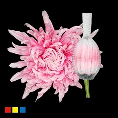 Chr G Stravin Klb H% 70cm