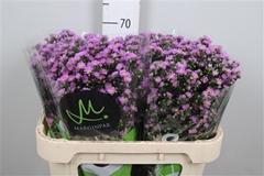 Ast Teeny Tiny Pink 70cm 20gram