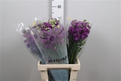 Matth Iron Purple 70cm 23