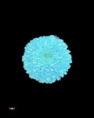 Chr G Superbowl Pastel Blue