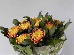 Chr G Fuego 75cm 85gram
