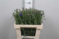 Centau Cyanus 55cm