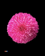 Chr G Superbowl Cerise
