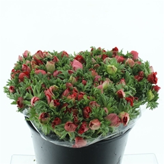 Anem Co Mis + Red 35cm