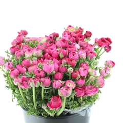 Ran Elegance Hot Pin 40cm 28gram