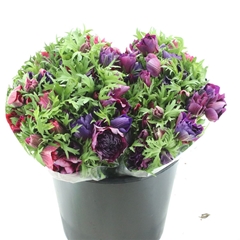Anem Co Mis Magenta 35cm
