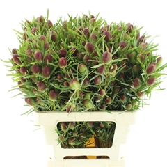 Leucad St Ruby Globe 60cm
