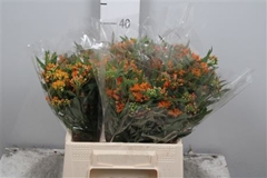 Ascl Tuberosa 40cm 23