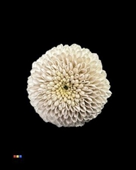 Chr S Dusty Taupe