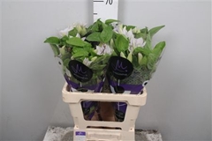 Clem Amazing Vienna 60cm 23 4