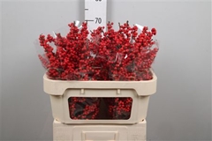 Ilex Vert (RODE Bes) 70cm
