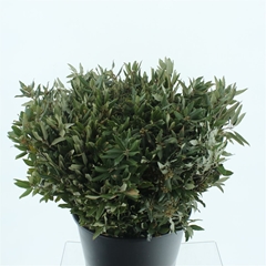 Quercus Ilex 50cm