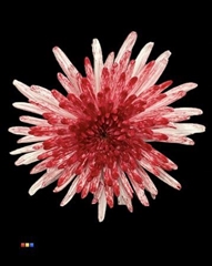 Chr G Topspin Lipstick