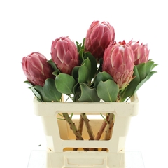 Protea Red Rex 50cm