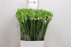Ornit Thyrsoides 65cm