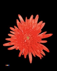 Chr G Topspin Pink