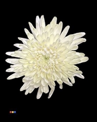 Chr G Topspin Dusty Creme
