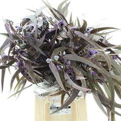 Eucalyp Klb Bs H% 60cm 300gram