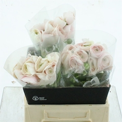 Ran Su Hanoi 40cm 45gram