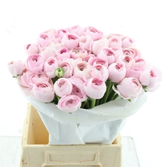 Ran Su Hanoi 45cm 60gram