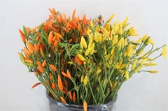Cap Ov 55cm