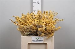 Ilex Vert Citronella 60cm