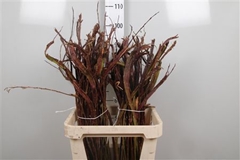 Salix Sekka Bandwilg 120cm