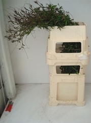 Passieflora Ranken 125cm