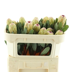 Protea Grandicolor 60cm