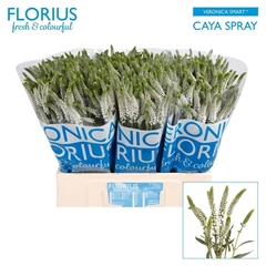 Veron Smart Caya Vertakt
