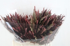 Aral Continentalis 40cm