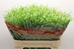 Lep Ru Green Bell