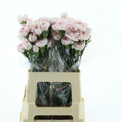 Di St Lege 65cm 23