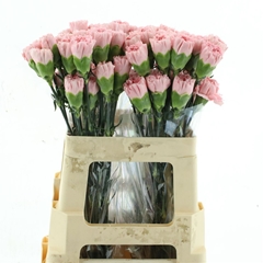 Di St Other 55cm 23