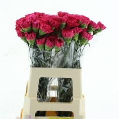 Di St Bizet 60cm 23