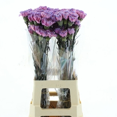Di St Ov Klb 21% 70cm 23