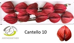 Anth A Cantello -ADR- 15cm Ø