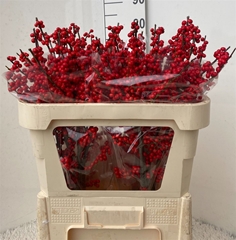 Ilex Ve Rode Bes 70cm