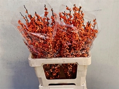 Ilex Ve Winter Gold Vertakt