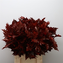Querc Rubra Klb 21% 60cm