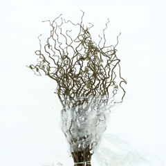 Coryl Av Contorta 100cm