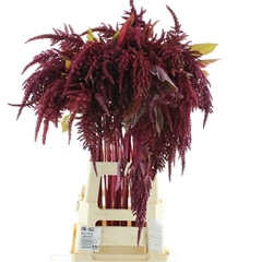Amar Cruen Velvet 60cm
