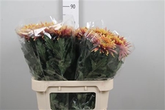 Chr G Tula 80cm 80gram
