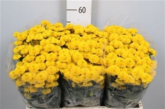 Chr San Aaa Aurinko 55cm 100g