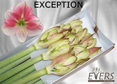 Hipp Ga Exception