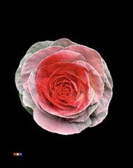 Brassica Pink - Red