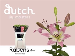 Li La Rubens 90cm 45+